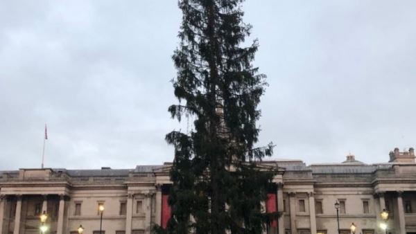 «Бедное старое дерево». Главную елку Лондона осмеяли в соцсетях за унылый вид